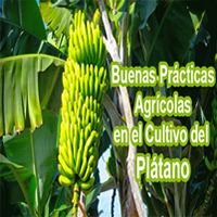 Buenas Prácticas Agrícolas para el Cultivo de Plátano Sena