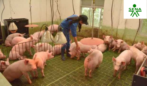 Curso de manejo sanitario en granjas porcinas