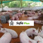 Curso de manejo ambiental en granjas porcinas