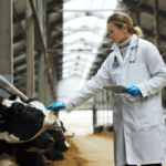 Curso de prácticas de manejo sanitario en bovinos