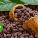 Curso de manejo fitosanitario del cultivo de cacao