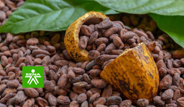 Curso de manejo fitosanitario del cultivo de cacao