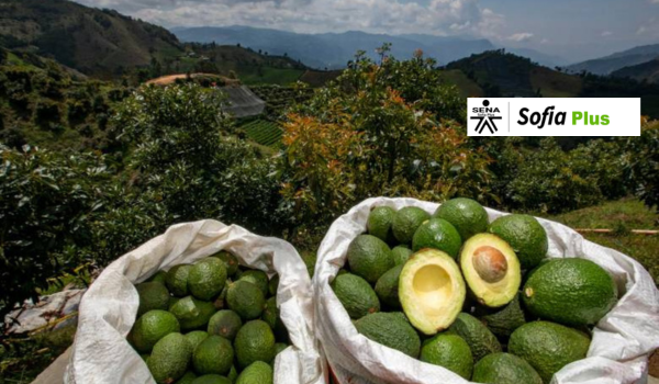 Curso de manejo poscosecha del aguacate hass