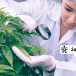 Curso del manejo del cultivo de cannabis para uso medicinal